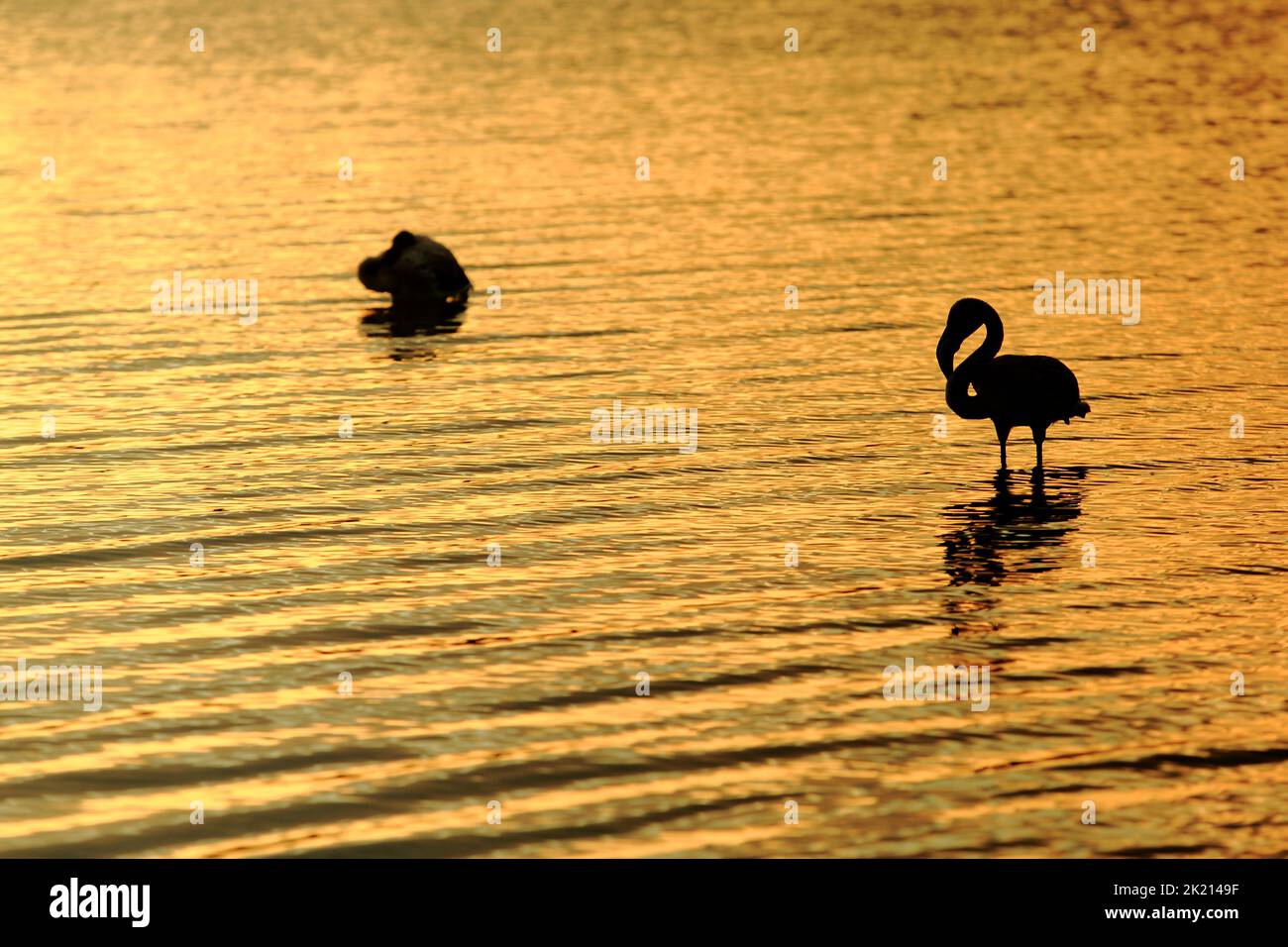 Silhouette von jungen Flamingos, die ruhig im goldenen Licht des Sonnenuntergangs auf dem ruhigen Wasser der Salzlagunen in San Pedro del Pinatar, Murcia, spanien stehen Stockfoto