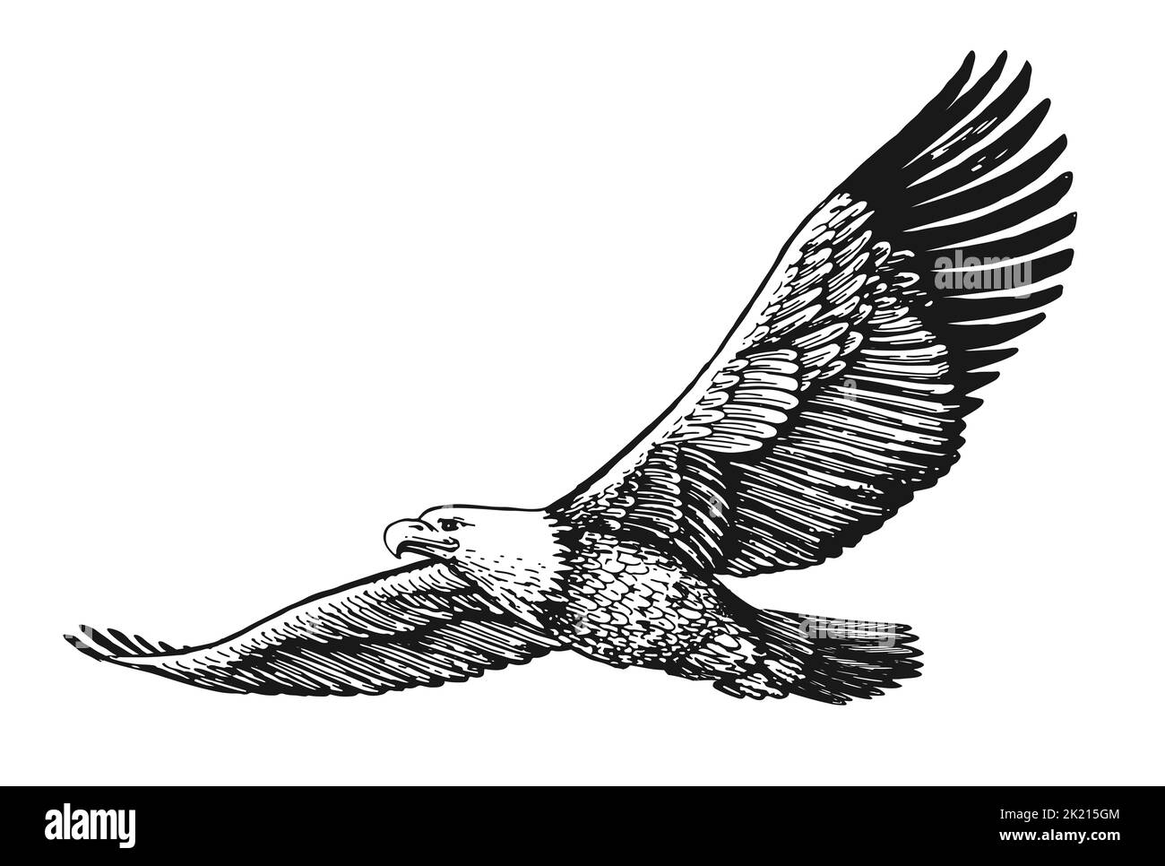 WEISSKOPFSEEADLER mit ausgebreiteten Flügeln im Flug isoliert auf Weiß. Handgezeichnete Skizze Vogel Illustration in Vintage Gravur Stil Stockfoto