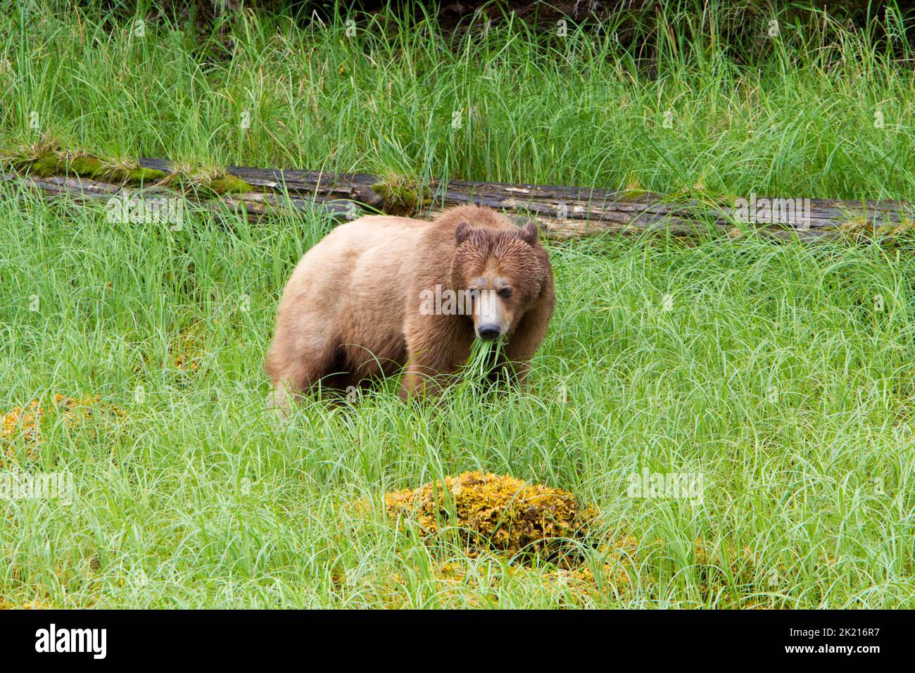 Grizzly Bear (Ursus arctos horribilis) ernährt sich im Juli auf Gras am Ufer des Khutzeymateen Inlet nördlich von Prince Rupert, BC, Kanada Stockfoto