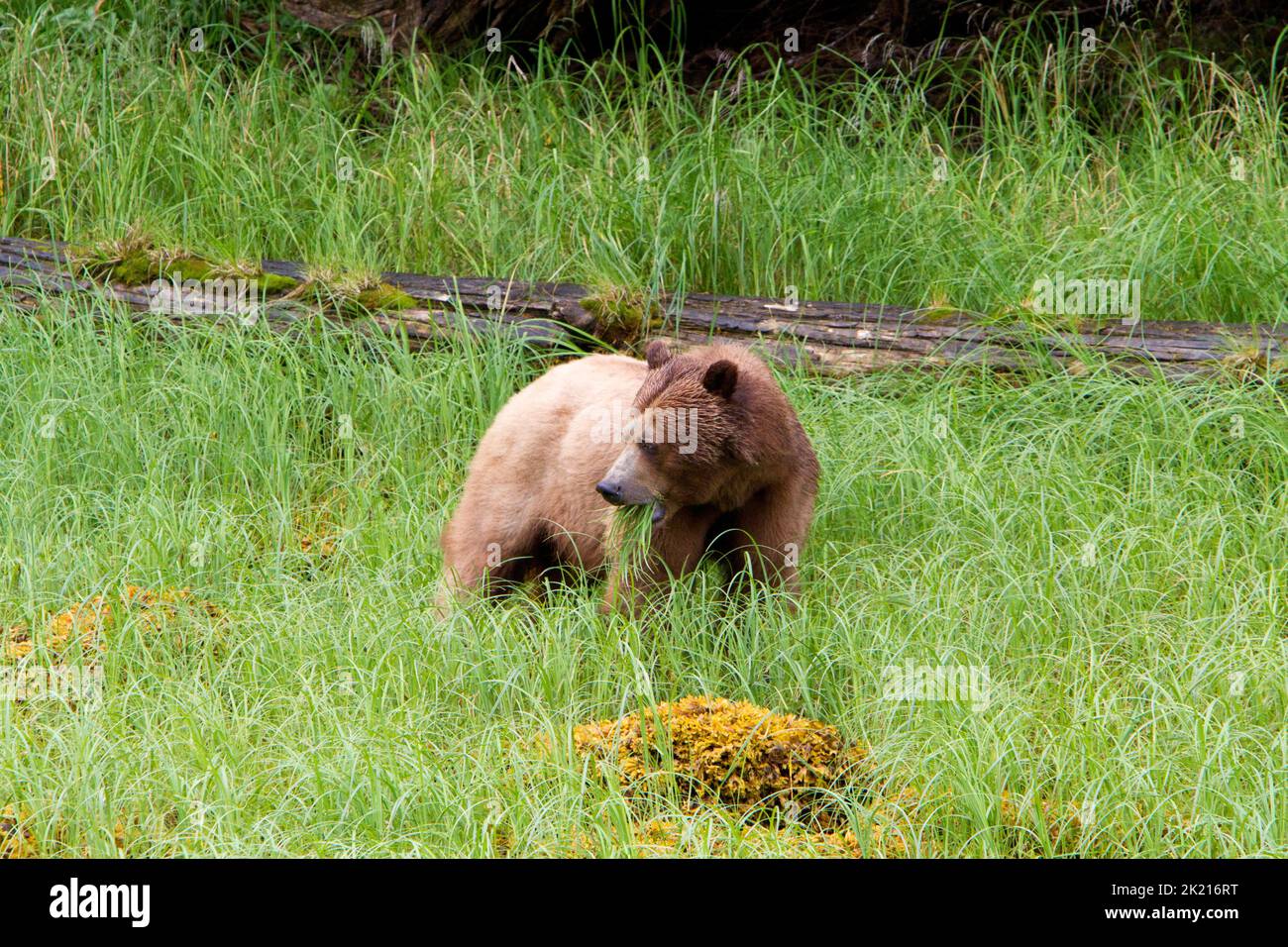 Grizzly Bear (Ursus arctos horribilis) ernährt sich im Juli auf Gras am Ufer des Khutzeymateen Inlet nördlich von Prince Rupert, BC, Kanada Stockfoto