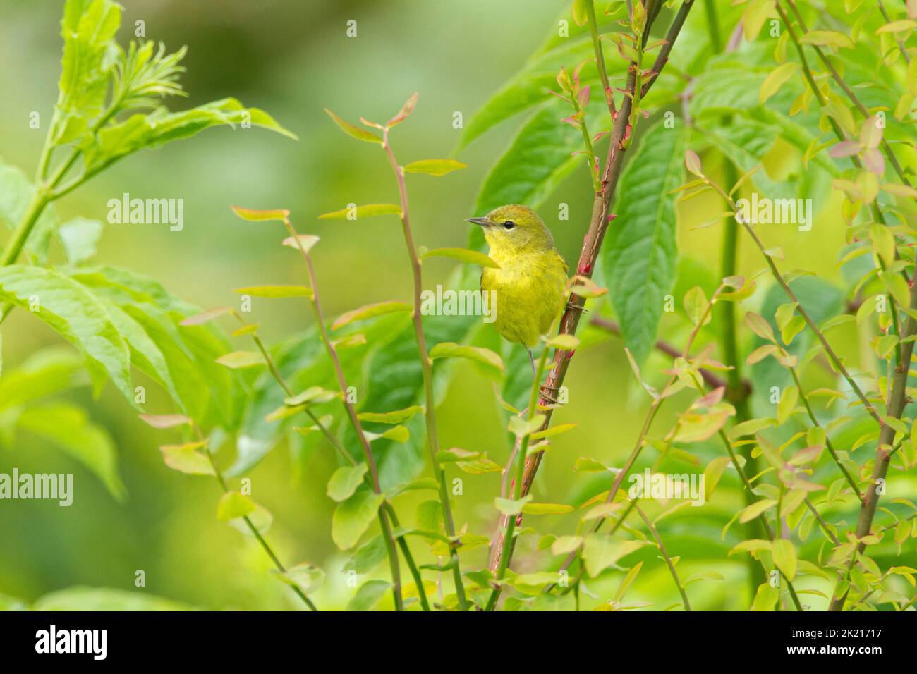 Im Mai thront der Orangebratene Waldsänger (Leiothlypis celata) in einem Garten in Nanaimo, Vancouver Island, BC, Kanada, auf einem Baum Stockfoto