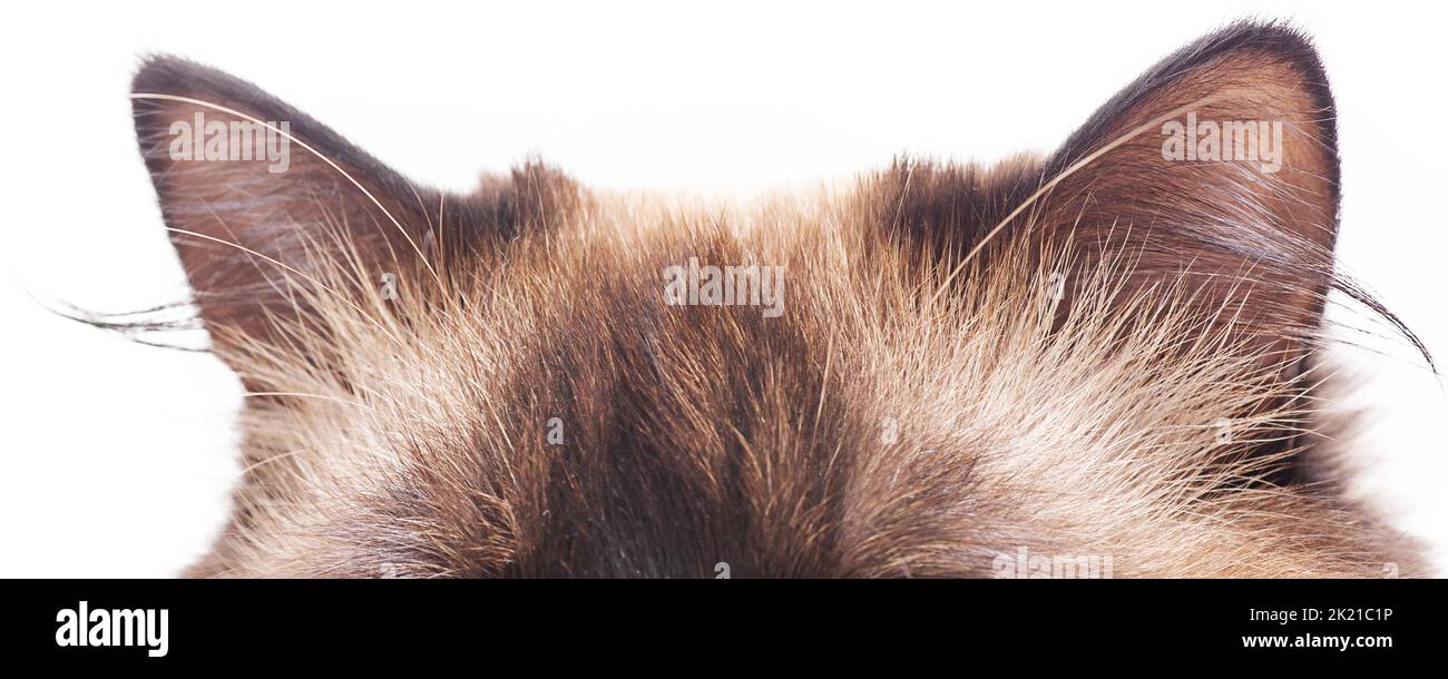 Die Ohren einer reinrassigen Hauskatze. Die Ohren der Katze sind Colour Point, Neva Maskerade Rasse. Stockfoto