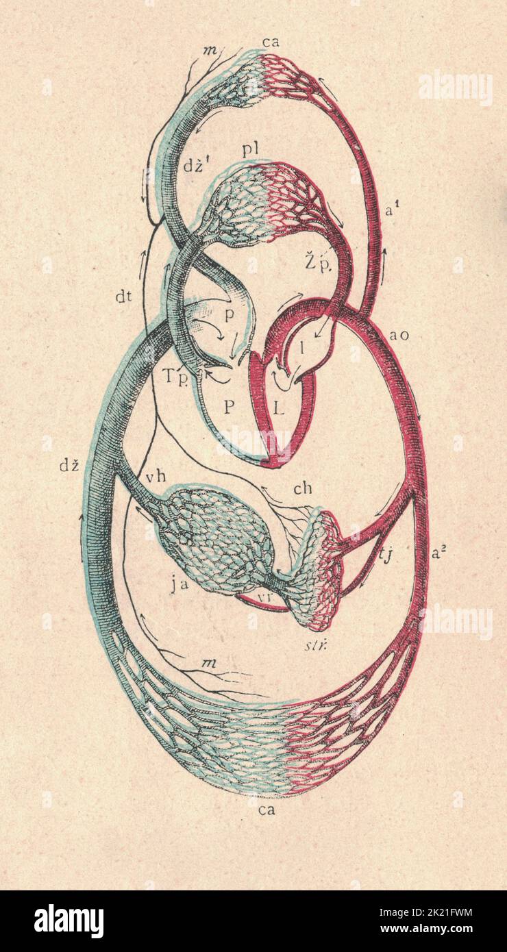 Antike gravierte Illustration einer Blutkreislauf von Säugetieren. Vintage-Illustration einer Säugetierdurchblutung mit einer Figurenlegende. Stockfoto