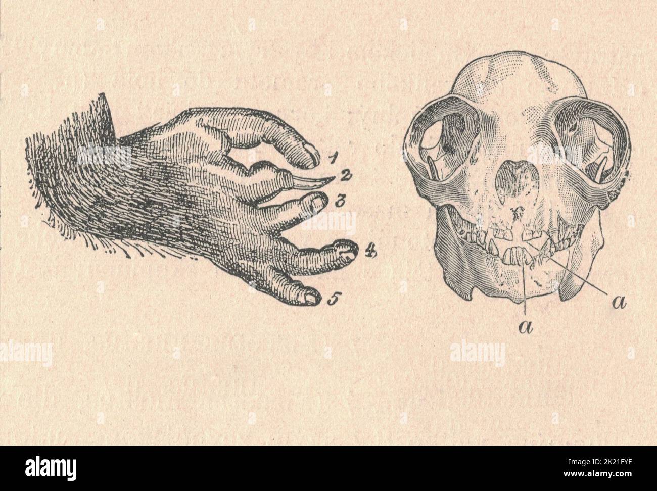 Antike gravierte Illustration eines Prosimians-Beines und Schädels. Vintage Illustration eines Prosimians Bein und Schädel. Antikes graviertes Bild eines Prosimians-Beins und Schädels. Einschließlich Figurenlegende. Stockfoto