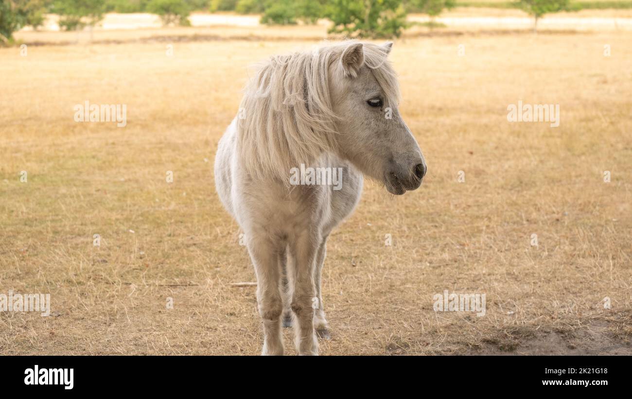 Pony Horse.Farm animal.White Pony Pferd im Fahrerlager. Porträt eines