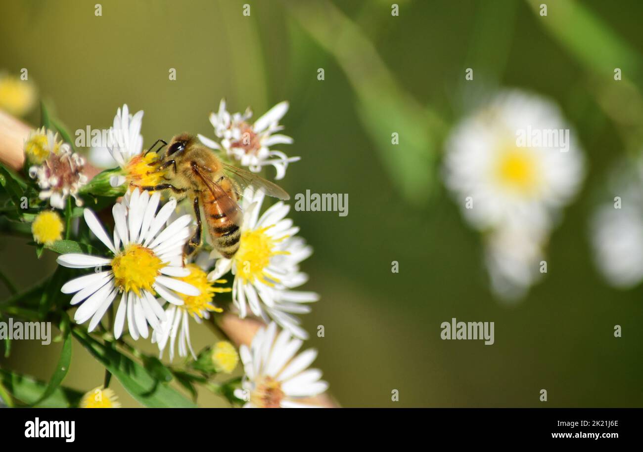 Honigbienensammeln Pollen auf weißen Astern Stockfoto