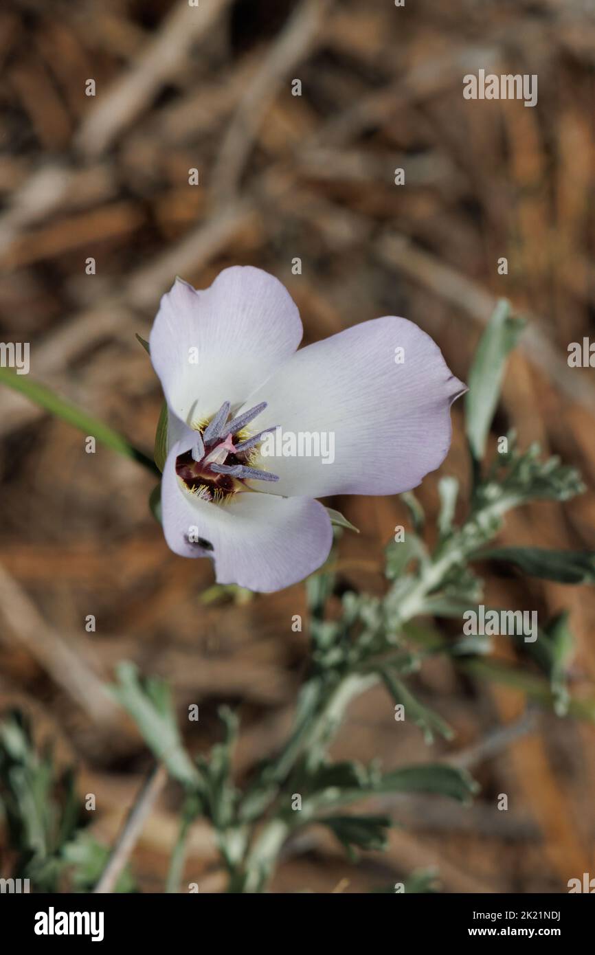 Weiße blühende Zyme Blütenstand von Calochortus Invenustus, Liliaceae, native mehrjährige Kraut in den San Gabriel Mountains, Sommer. Stockfoto