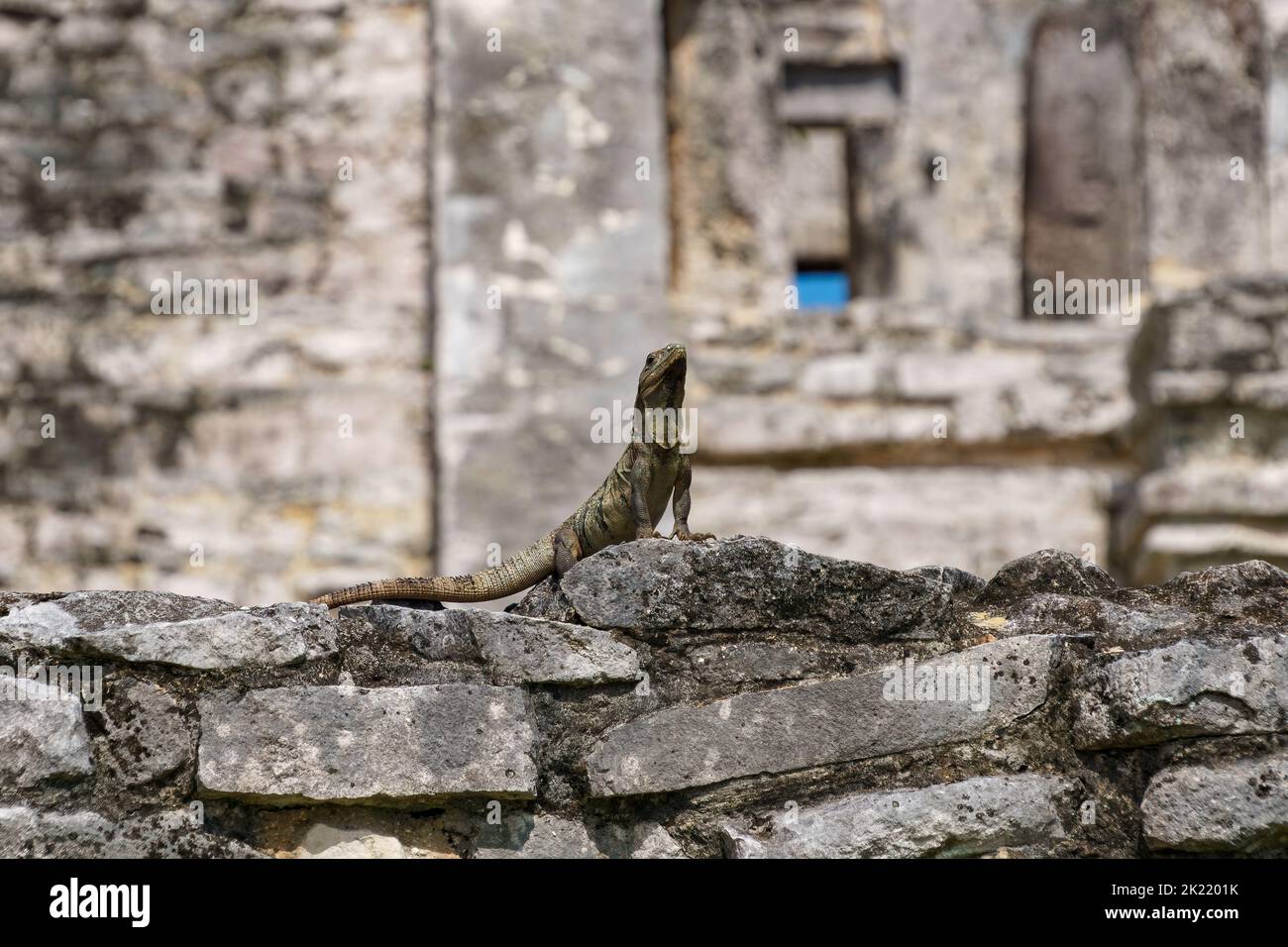 Iguana thront majestätischen auf einer Steinmauer vor den maya-Ruinen in Tulum, Mexiko Stockfoto