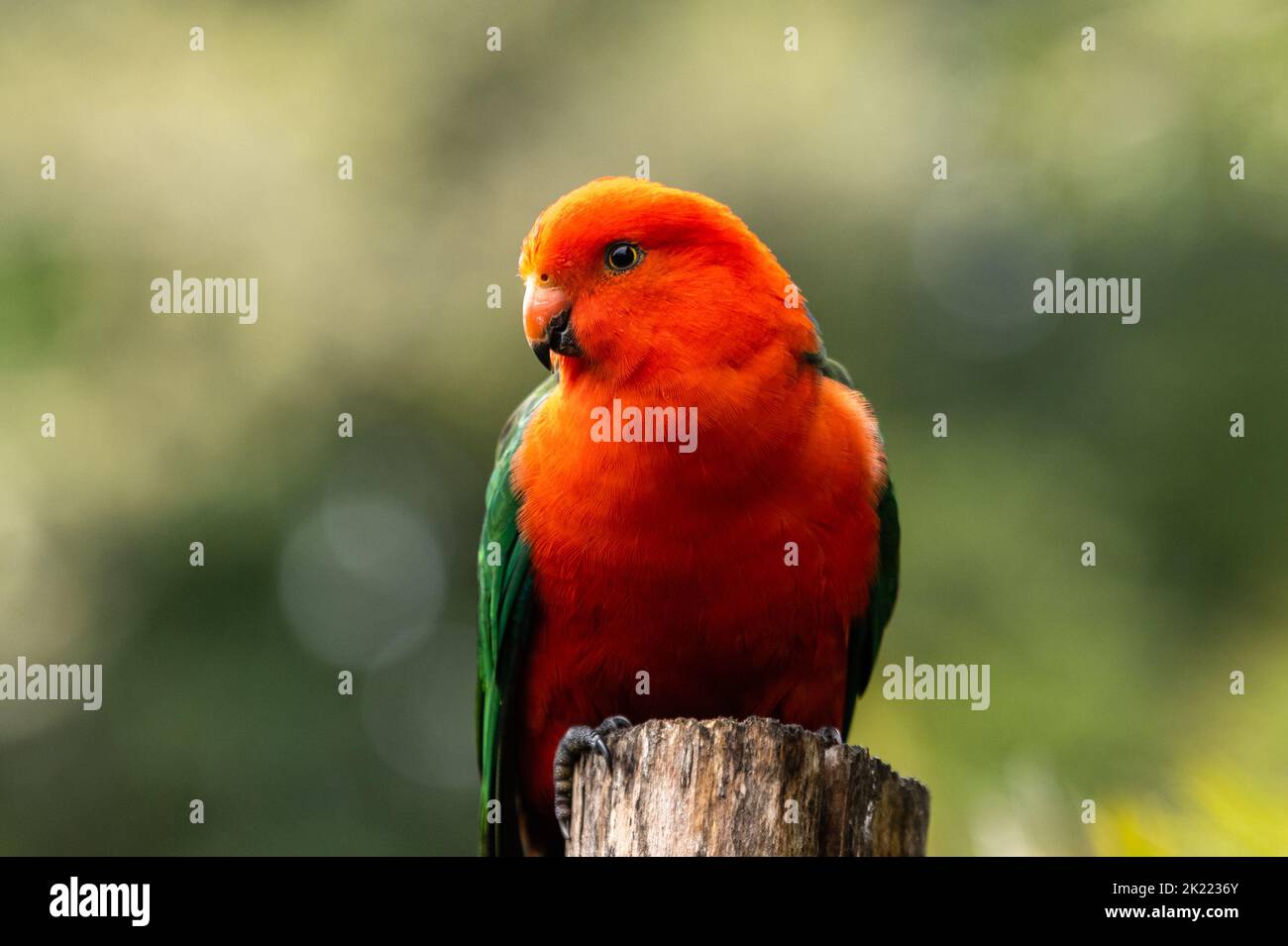 Australian King Papagei auf einem Stumpf mit einem sauberen grünen Hintergrund thront (Alisterus scapularis) Stockfoto