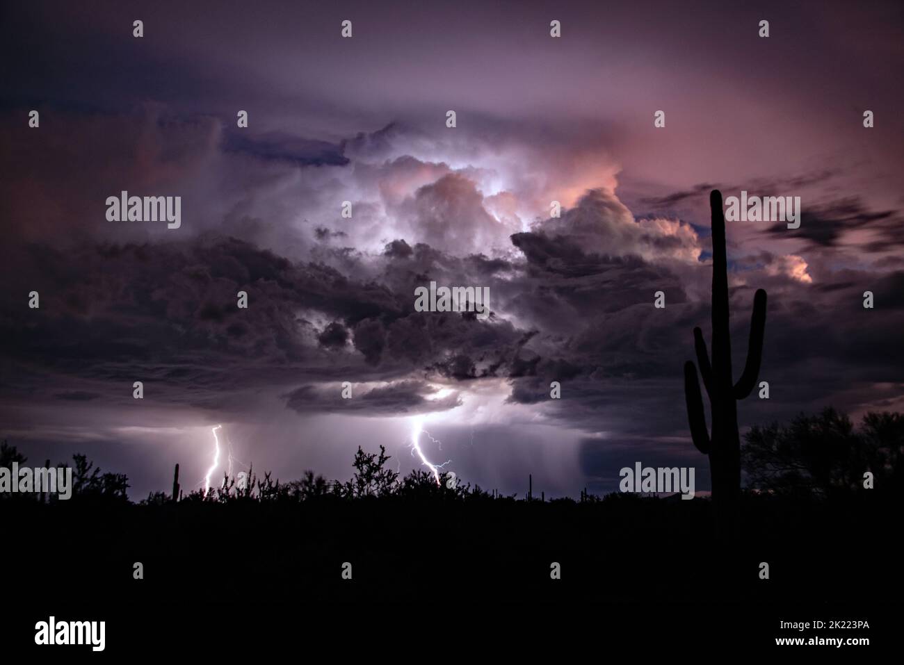 Nächtliche Blitze amongen die saguaro-Kakteen Stockfoto