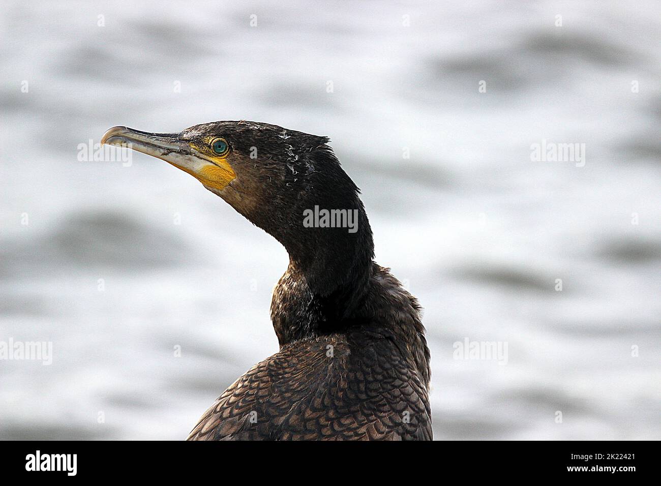 Bild des großen Kormorans (Phalacrocorax carbo), der nach links schaut Stockfoto