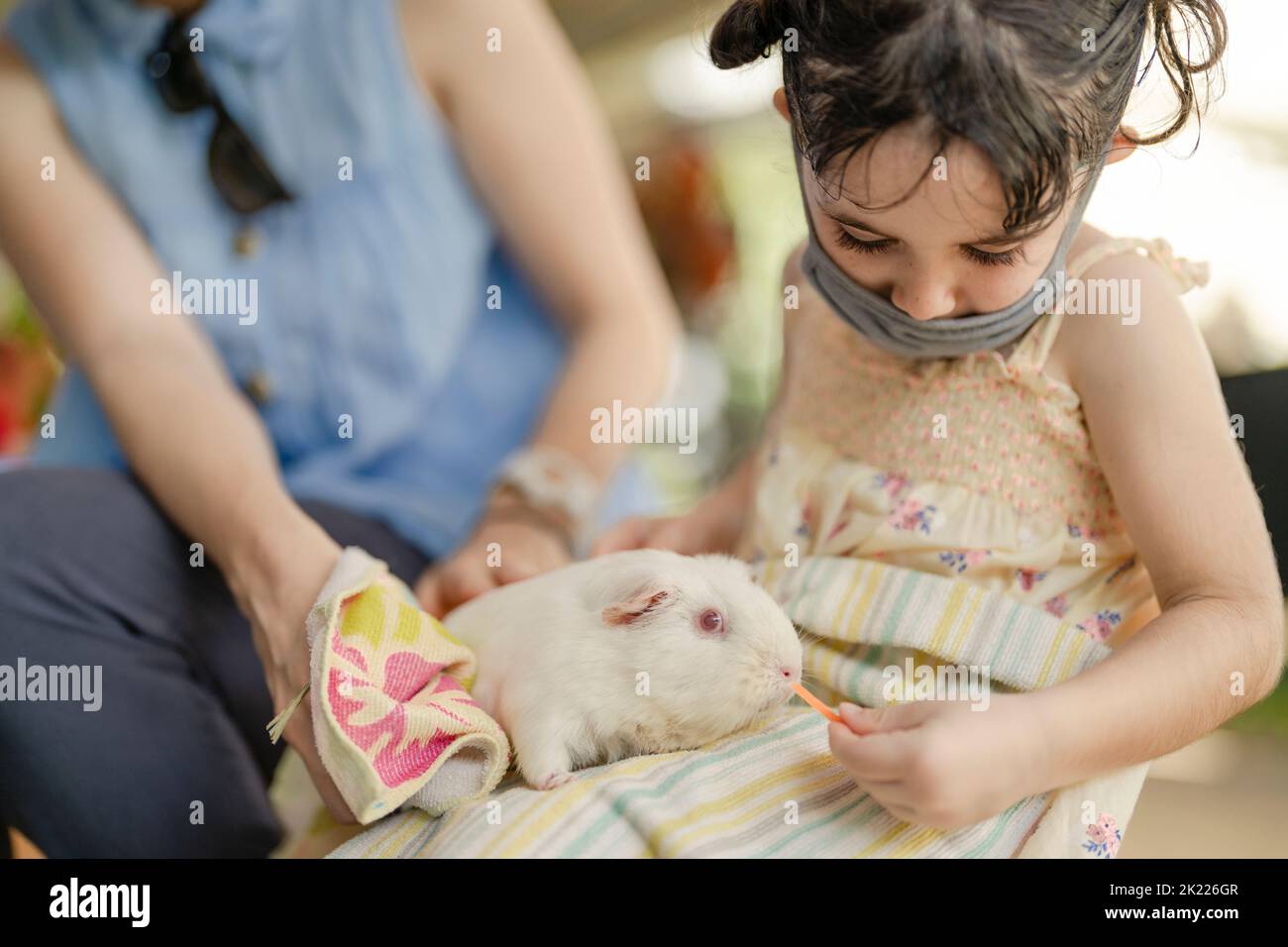 Das 4-jährige Mädchen trägt eine Maske und füttert Meerschweinchen Stockfoto
