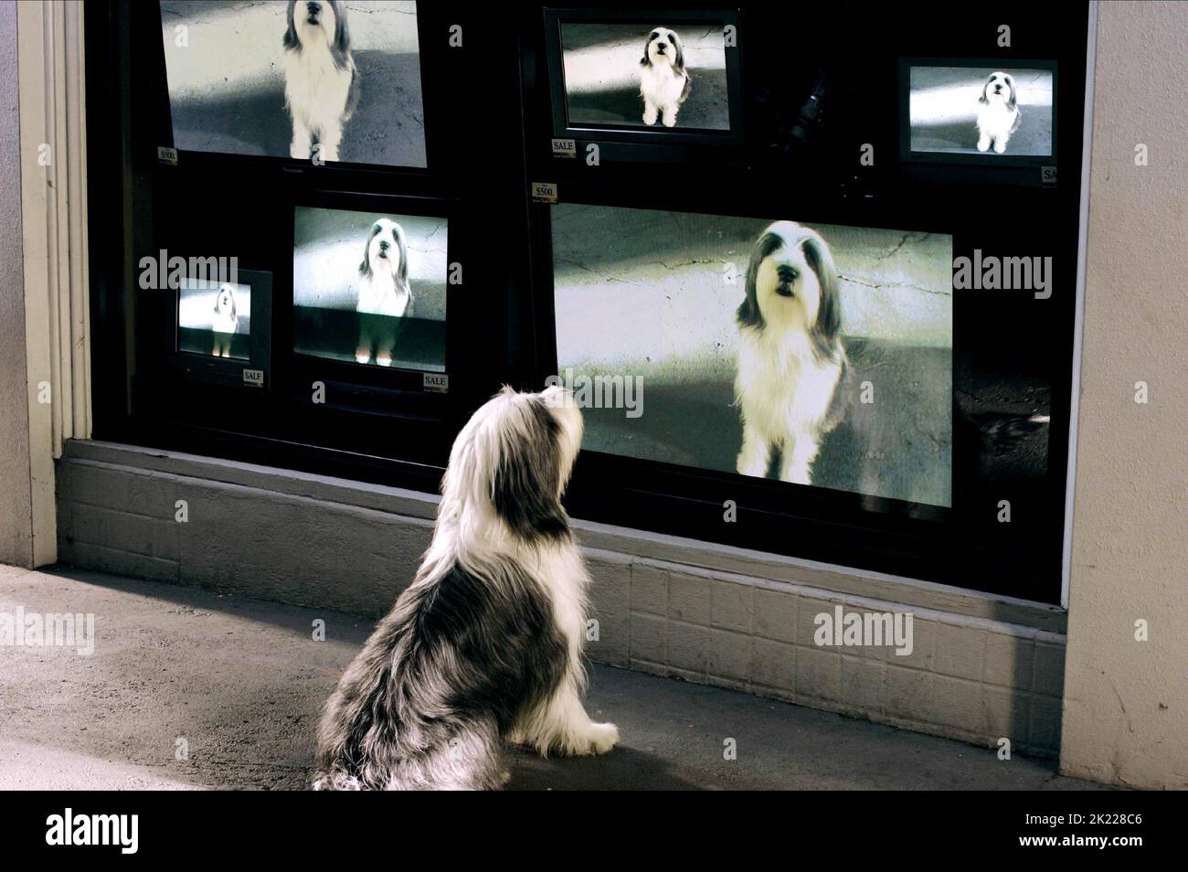 DER SCHÄFERHUND SCHAUT SICH SELBST IM FERNSEHEN AN, DER ZOTTELIGE HUND, 2006 Stockfoto