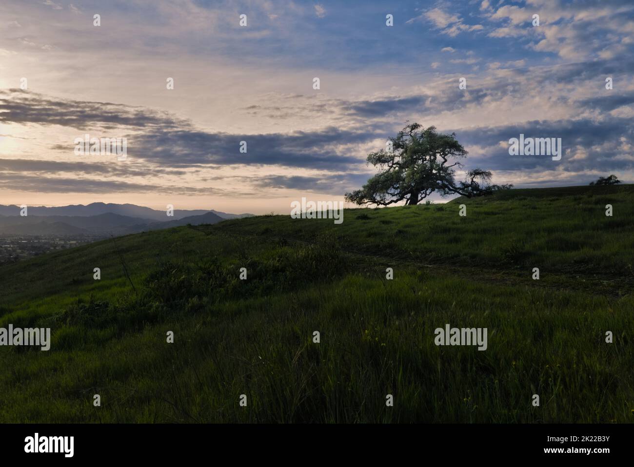 Eine lebende kalifornische Eiche steht auf einem grünen Grashügel mit bewölktem Himmel, der vom Sonnenuntergang beleuchtet wird. Stockfoto