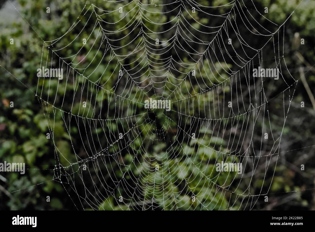 Spinnennetz mit Morgentau tropft auf Büsche. Stockfoto