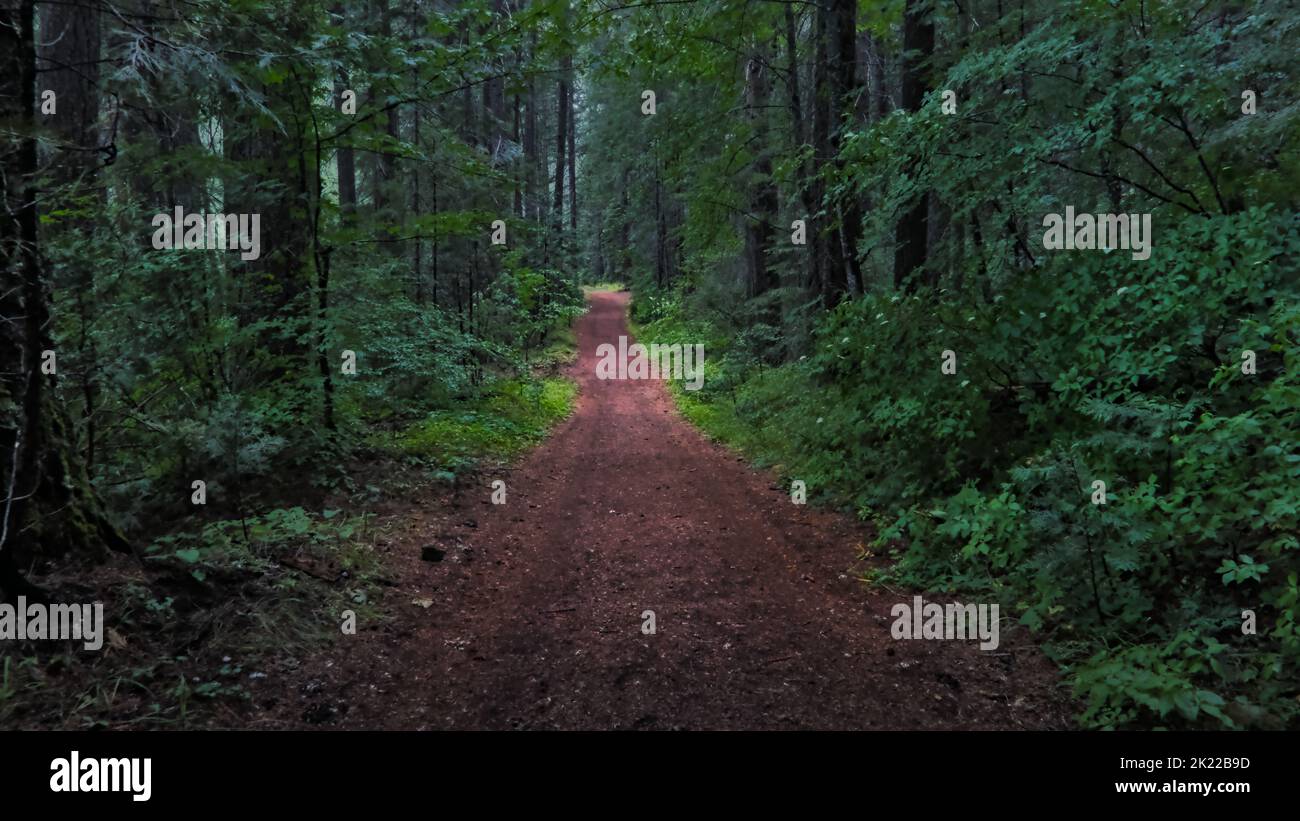 Ein Wanderweg führt in den tiefen Wald Stockfoto