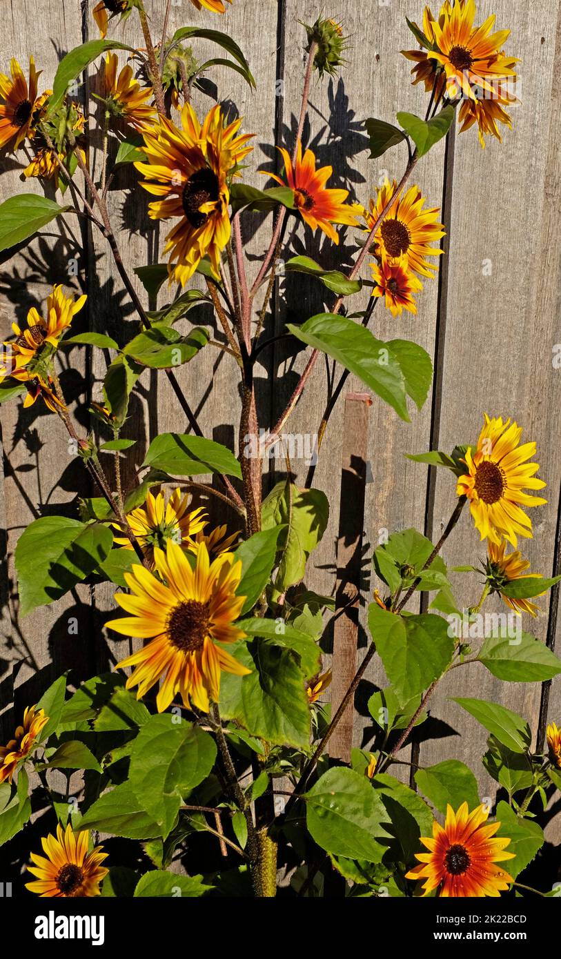 Sonnenblumen wachsen wieder ein sonniger Zaun Stockfoto