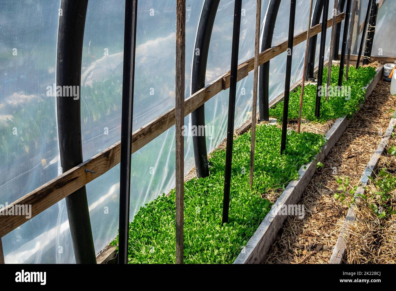 Gartentunnel aus hochbelastbaren Rohren von Fischfarmen, mit einem Bett unter grünem Dünger aus Karmesinklee und Pfaden aus Hackschnitzeln Stockfoto
