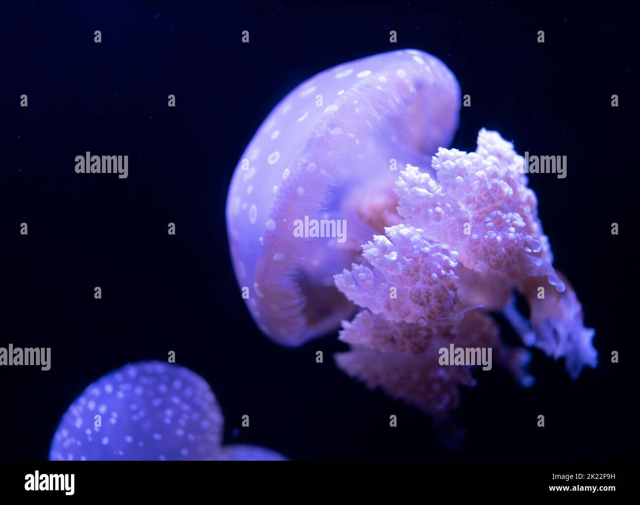 Gefleckte Gelee (Mastigias papua) Lagunengelee, goldene medusa oder Papuaqualle Stockfoto
