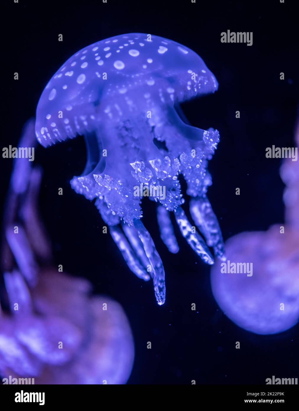 Gefleckte Gelee (Mastigias papua) Lagunengelee, goldene medusa oder Papuaqualle Stockfoto
