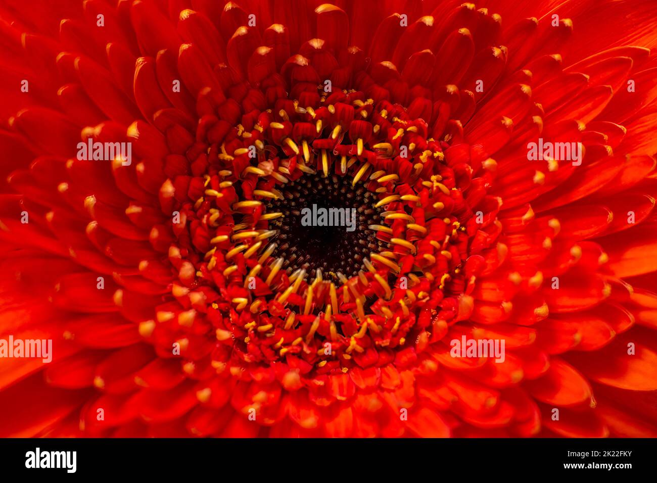 Nahaufnahme einer roten Gerbera-Blume. Stockfoto