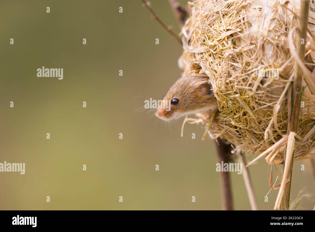 Erntmaus Micromys minutus, Erwachsener, der aus dem Nest schaut, Suffolk, England, September, kontrollierte Bedingungen Stockfoto