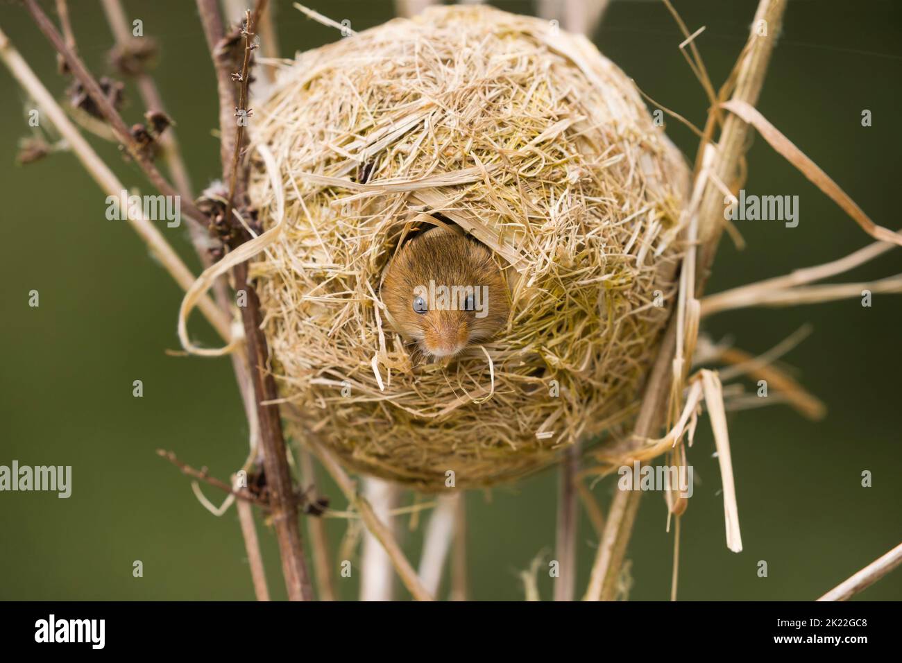 Erntmaus Micromys minutus, Erwachsener, der aus dem Nest schaut, Suffolk, England, September, kontrollierte Bedingungen Stockfoto