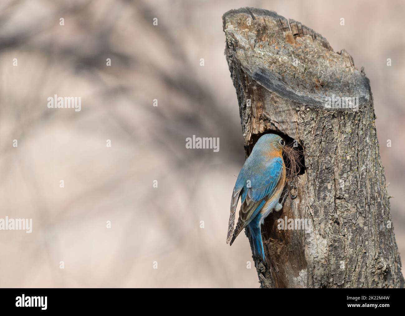 Östlichen Bluebird Stockfoto