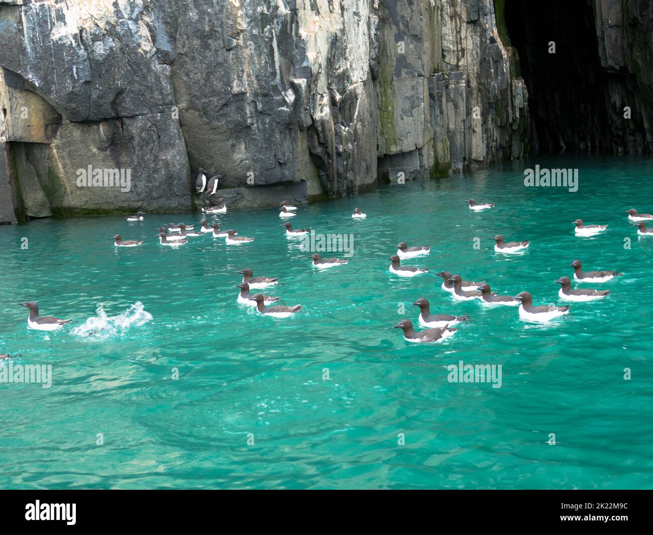 Dickschnabelkolonie Murres an der Vogelklippe Alkefjellet. Heimat von über 60.000 Paaren von Brunnichs Guillemots. Hinloopen, Spitzbergen, Spitzbergen. Stockfoto