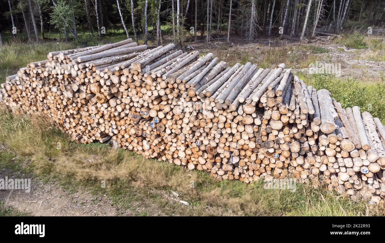 Draufsicht auf einen Baumstapel am Waldrand Stockfoto