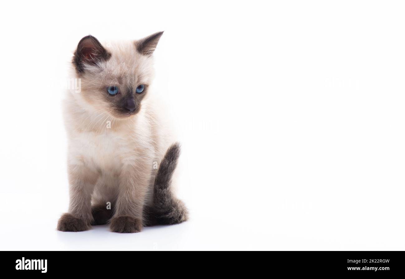 Ein kleines Kätzchen sitzt und schaut nachdenklich. Isoliert auf weißem Hintergrund. Warenkonzept für Katzen, Tierklinik und Tierhandlung. Hochwertige Fotos Stockfoto