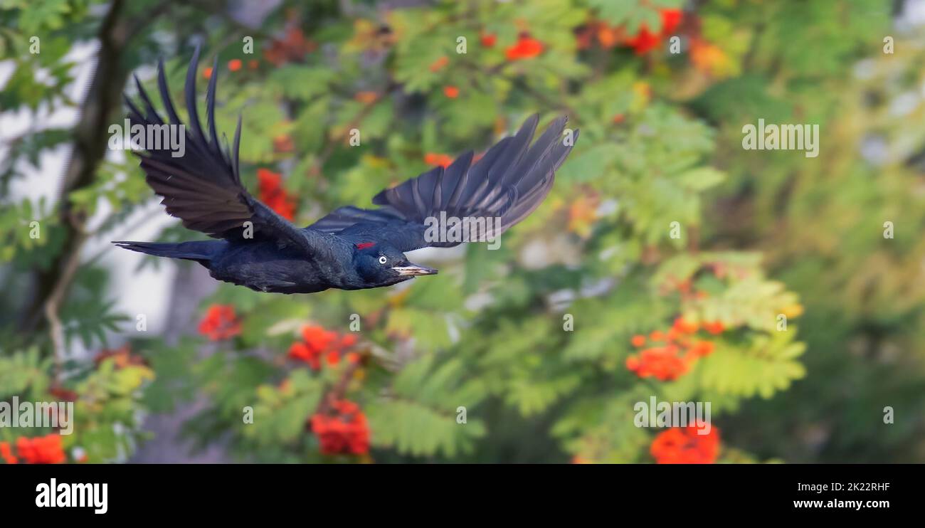 Ein Schwarzspecht fliegt durch einen bunten Wald, das beste Foto. Stockfoto