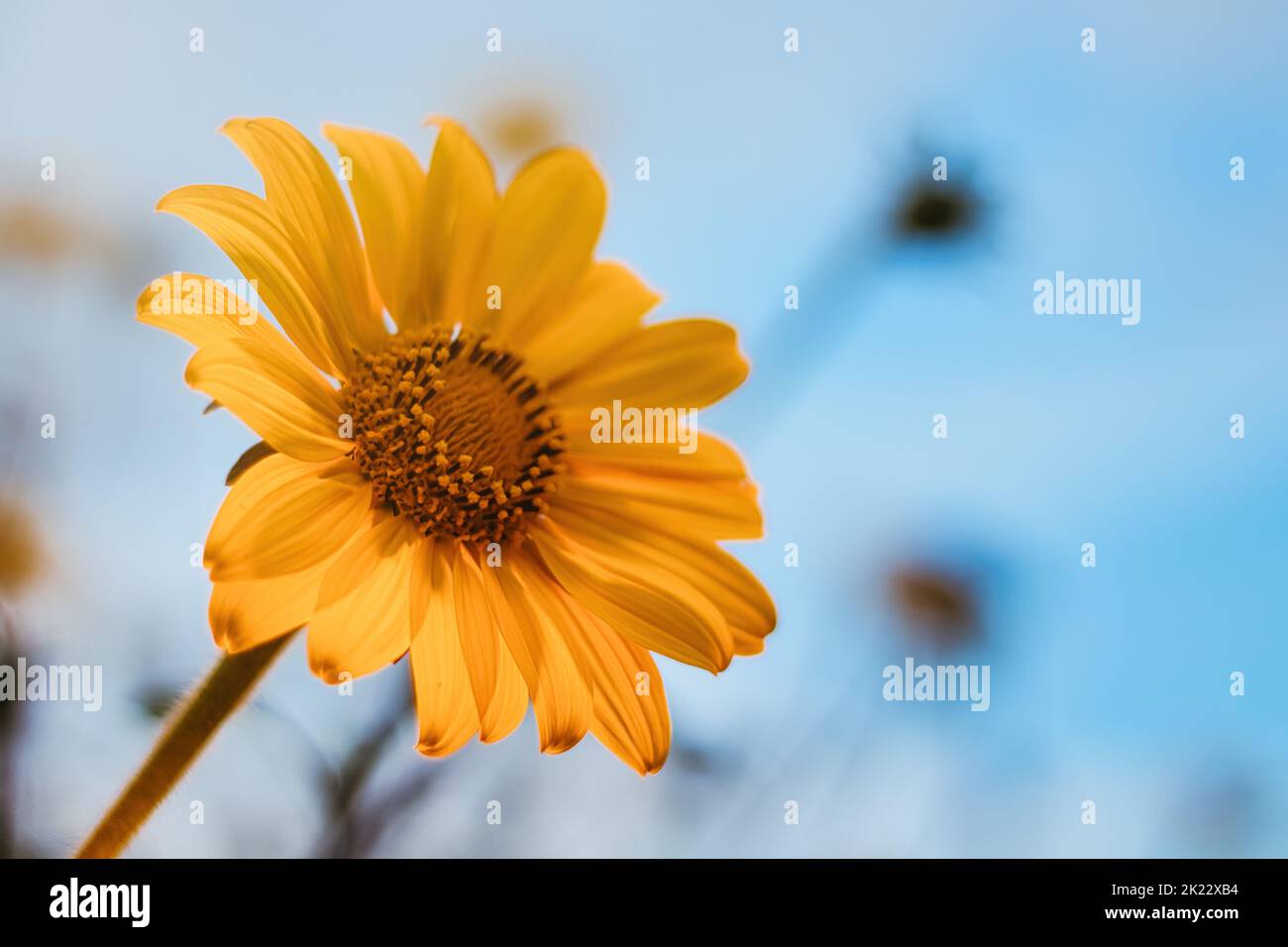 Eine Nahaufnahme einer einzelnen, orangefarbenen, blühenden Tageslilienblume . Hochwertige Fotos Stockfoto