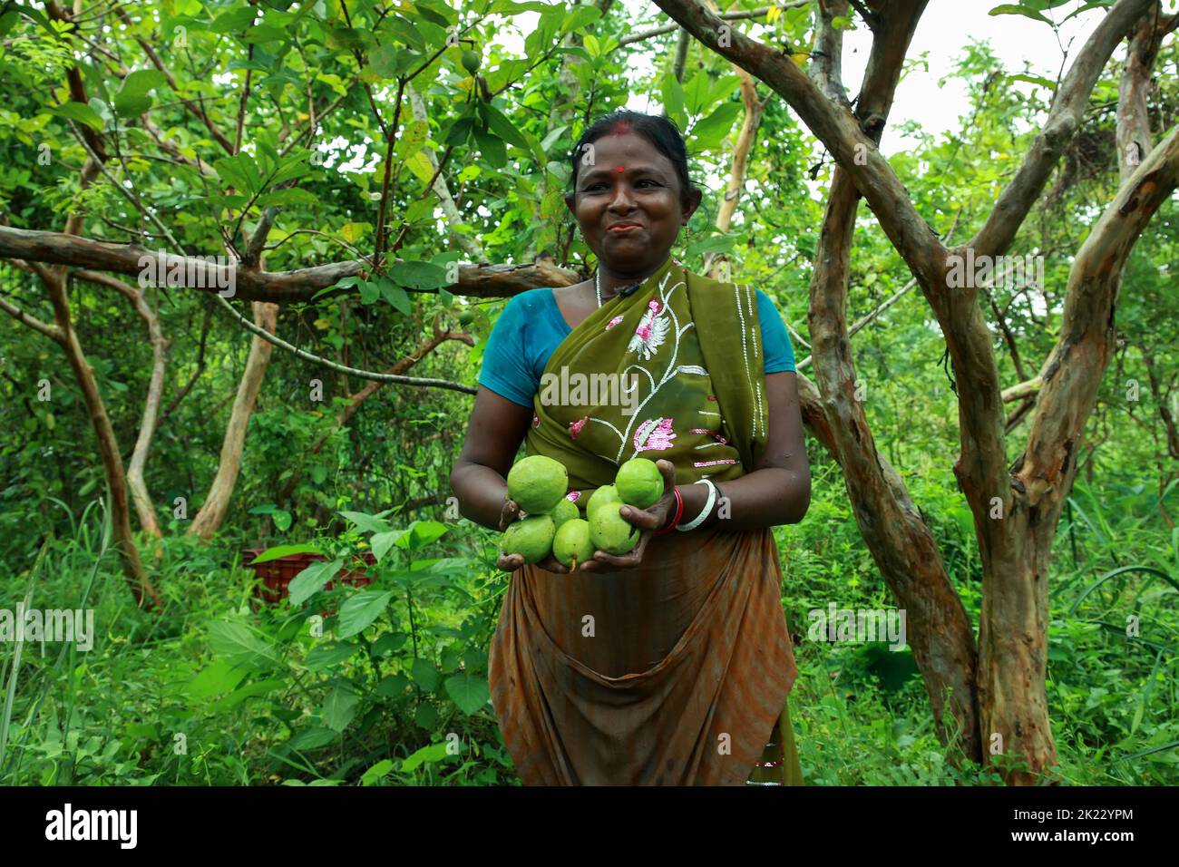 Der schwimmende Guava-Markt befindet sich in Jhalakathi und Swarupkathi im südlichen Teil des Barishal-Distrikts. Die beliebtesten sind Bhimaruli, Atghar und der Kuriana Markt. Händler kommen von weit her, um hier Guava's zu kaufen. Etwa 80 % der insgesamt in Bangladesch produzierten Guava werden in verschiedenen Dörfern von Jhalakathi produziert. Etwa 24.000 Hektar werden in den Gebieten Atghar, Kuriyana, Dumuria, Betara, Daluhar, Sadar usw. und für den Verkauf dieser Guavas wird in Bhimaruli in Jhalakathi der größte schwimmende Meerschweinemarkt in Bangladesch aufgebaut. Barishal, Bangladesch. Stockfoto