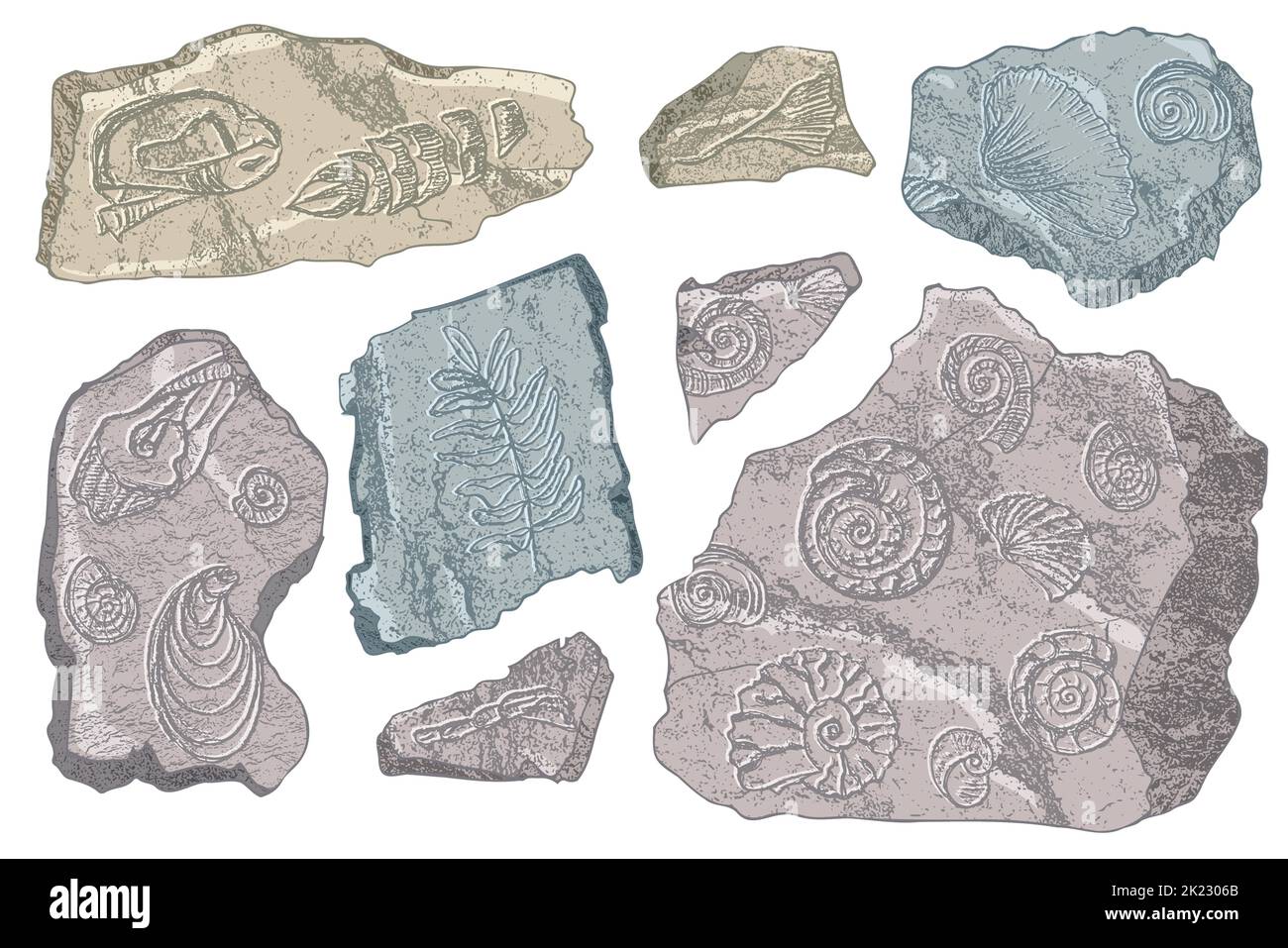 Set von Steinen Muscheln und Pflanzen Hand gezeichnete Ozeanschale oder Muschel Muschel Jakobsmuschel Meer Unterwasser Tier fossil Nautik und Aquarium, Thema Meer Stock Vektor