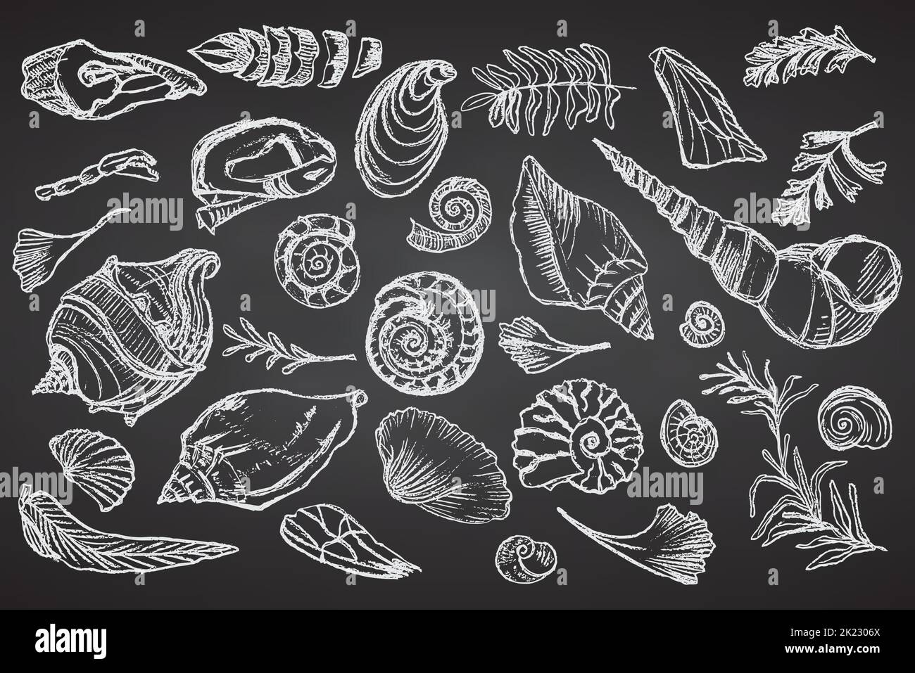Set von Kreide Skizze Muscheln und Pflanzen auf schwarzem Brett handgezeichnete Ozeanschale oder Muschel Muschel Muschel Meer Unterwasser Tier fossil Nautisch und Stock Vektor