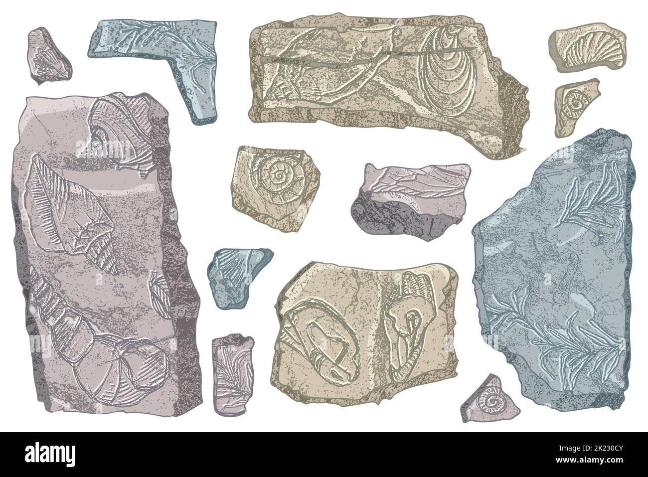 Set von Steinen Muscheln und Pflanzen Hand gezeichnete Ozeanschale oder Muschel Muschel Jakobsmuschel Meer Unterwasser Tier fossil Nautik und Aquarium, Thema Meer Stock Vektor