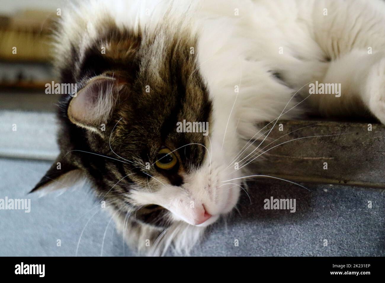Nahaufnahme einer herunterblickenden braunweißen Ragdol-Katze Stockfoto