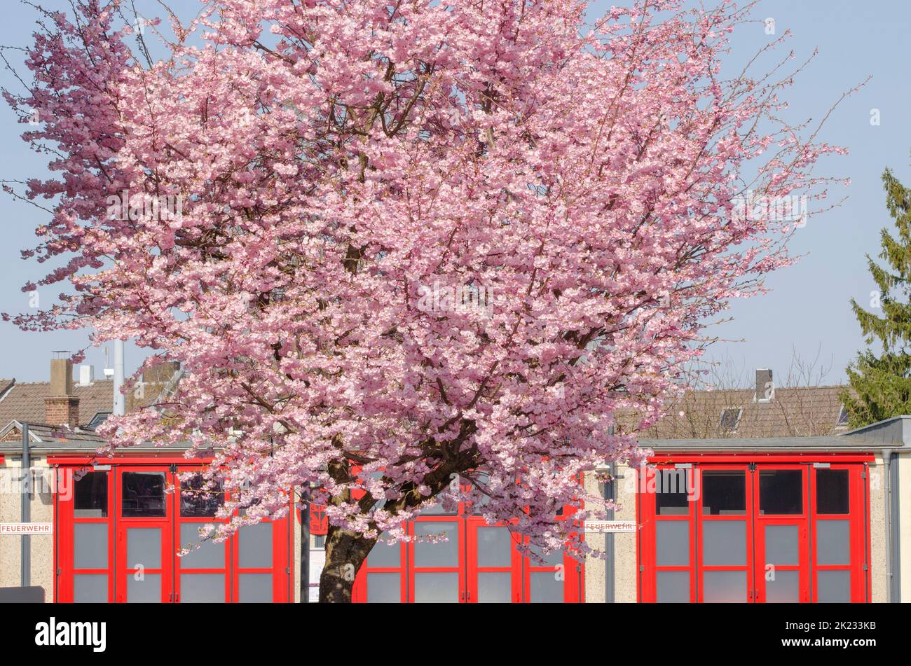Wunderschöne Kirschblütenbäume in Aachen-Eilendorf Stockfoto