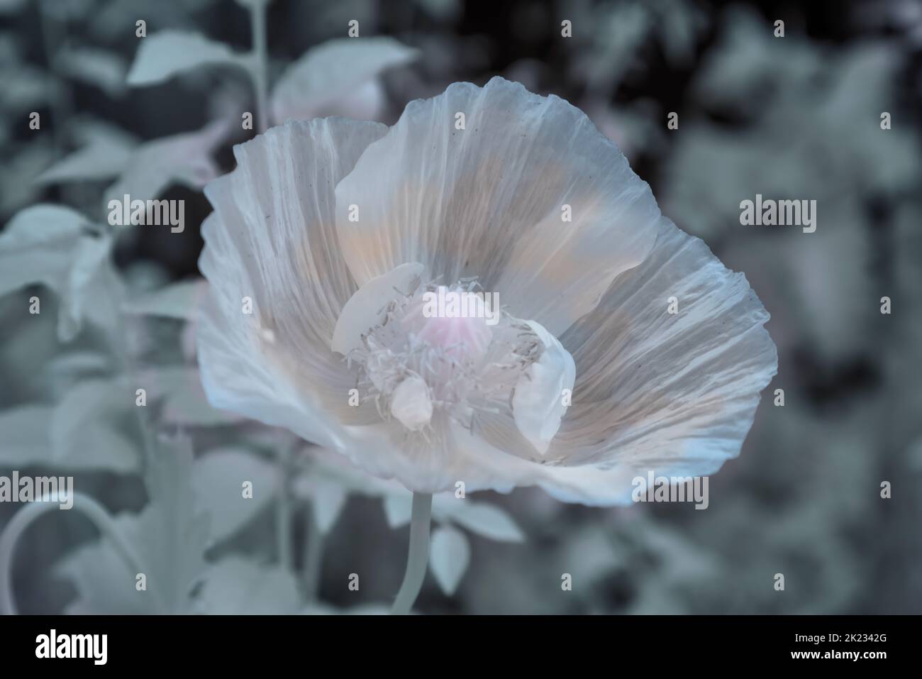 Ein Infrarotfoto einer doppelten Mohnblume (Papaver somniferum) und einer Samenkapsel in einer monochromen Palette. Stockfoto