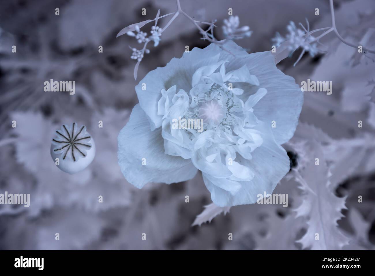 Ein Infrarotfoto einer doppelten Mohnblume (Papaver somniferum) und einer Samenkapsel in einer monochromen Palette. Stockfoto