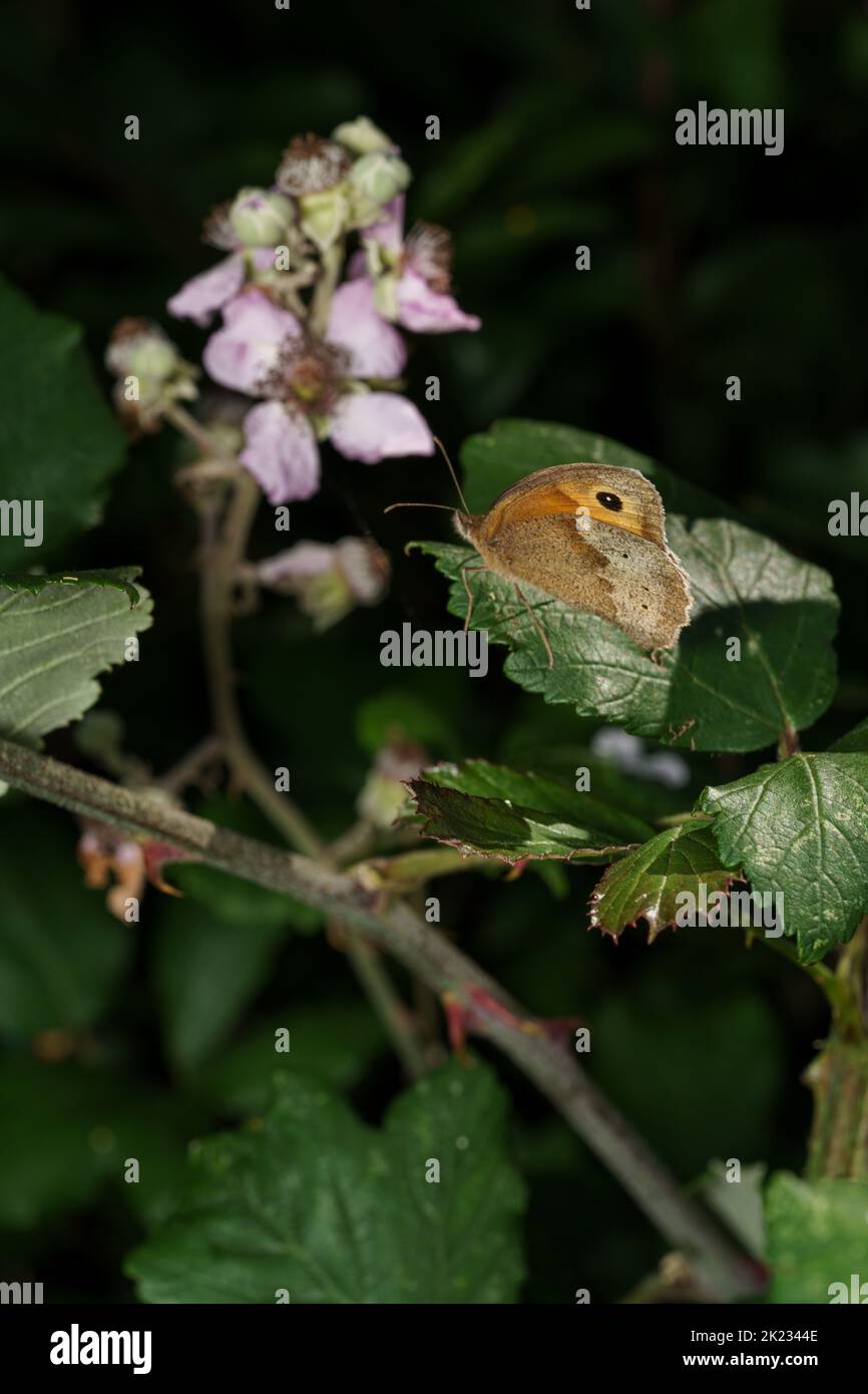 Gatekeeper Schmetterling - Pyronia tithonus - auf heiligem Bromble - Rubus sanctus Stockfoto