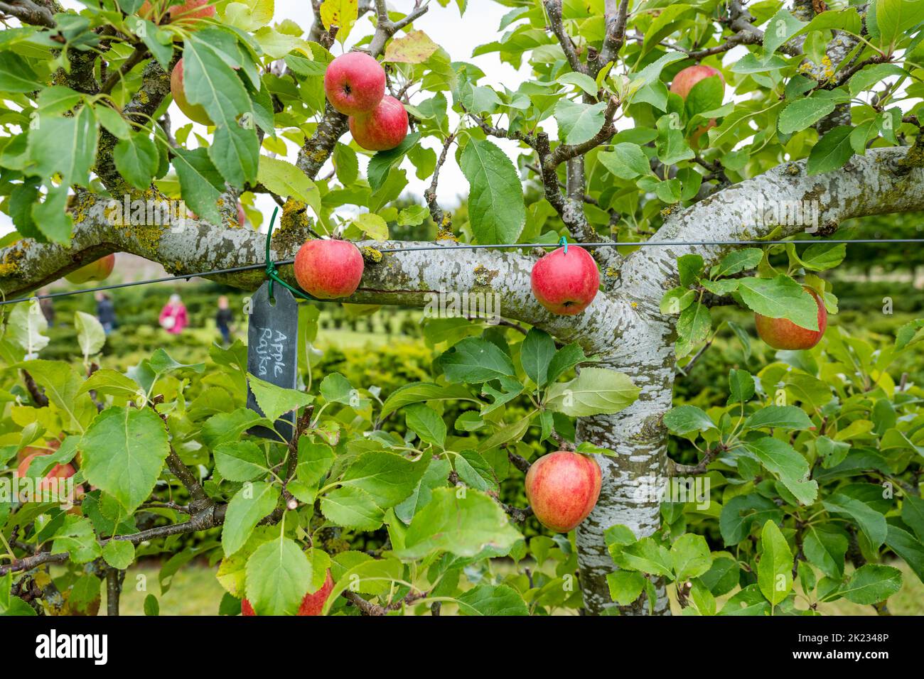 Heritage rote Äpfel wachsen auf einem ausgebildeten Apfelbaum, Amisfield Walled Garden, East Lothian, Schottland, Großbritannien Stockfoto