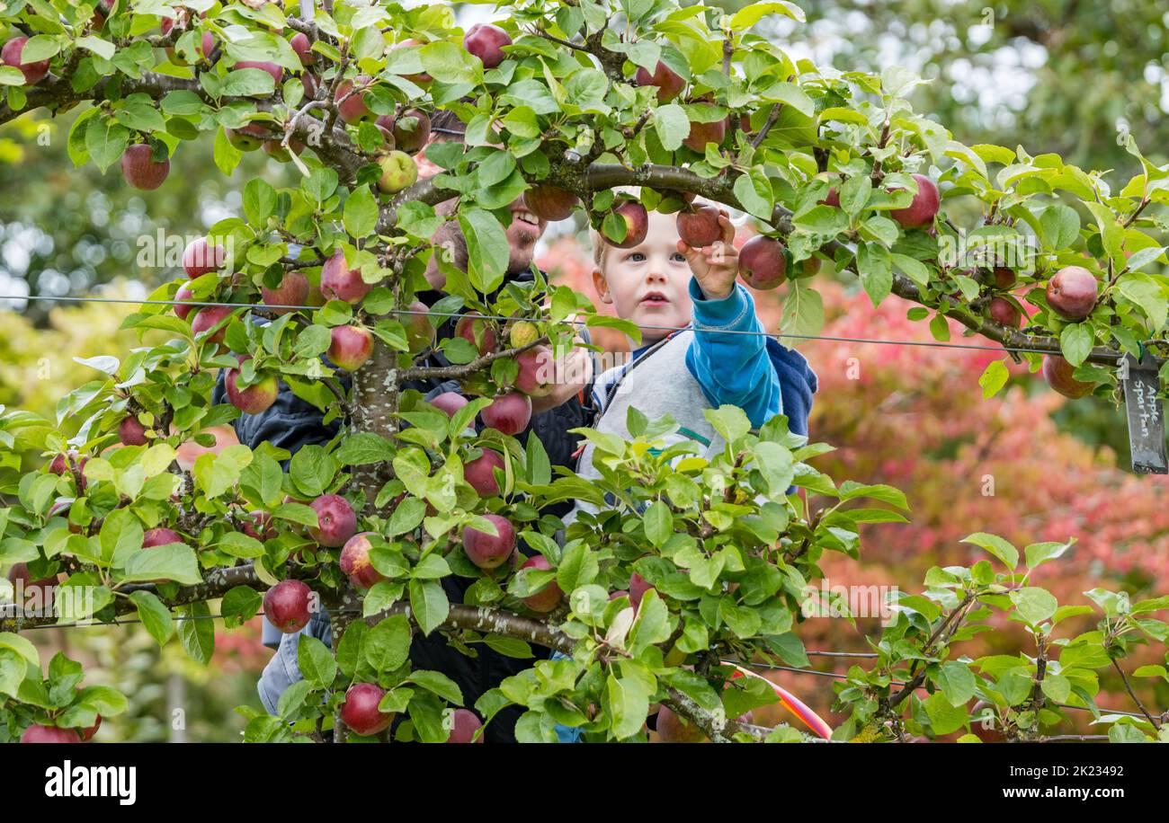 Kleiner Junge, der auf einem trainierten Apfelbaum, einem von Amisfield umgebenen Garten, East Lothian, Schottland, Großbritannien, rote Äpfel ansieht Stockfoto