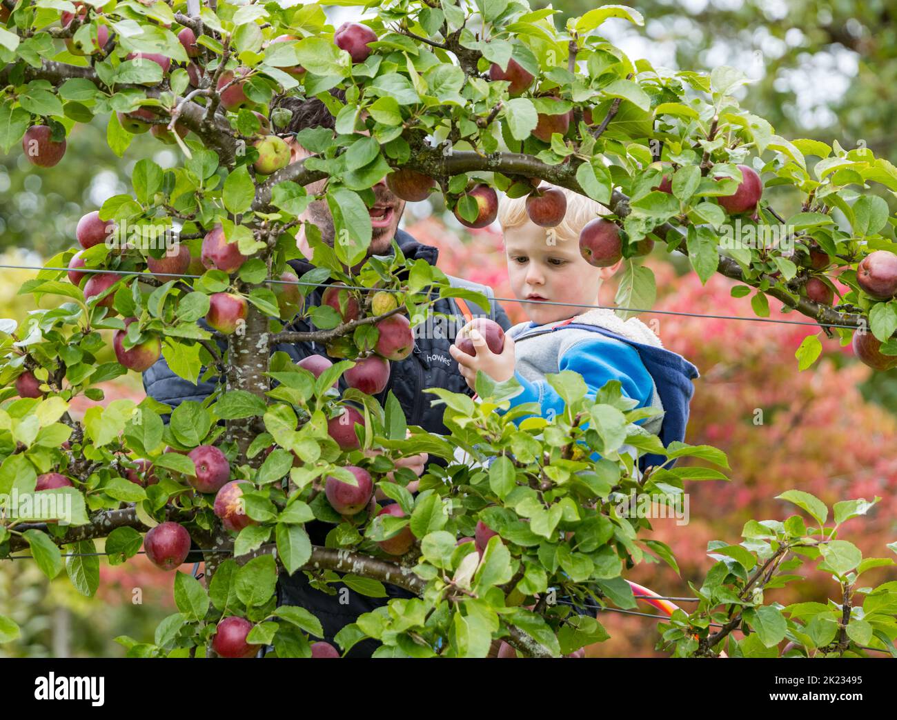 Kleiner Junge, der auf einem trainierten Apfelbaum, einem von Amisfield umgebenen Garten, East Lothian, Schottland, Großbritannien, rote Äpfel ansieht Stockfoto