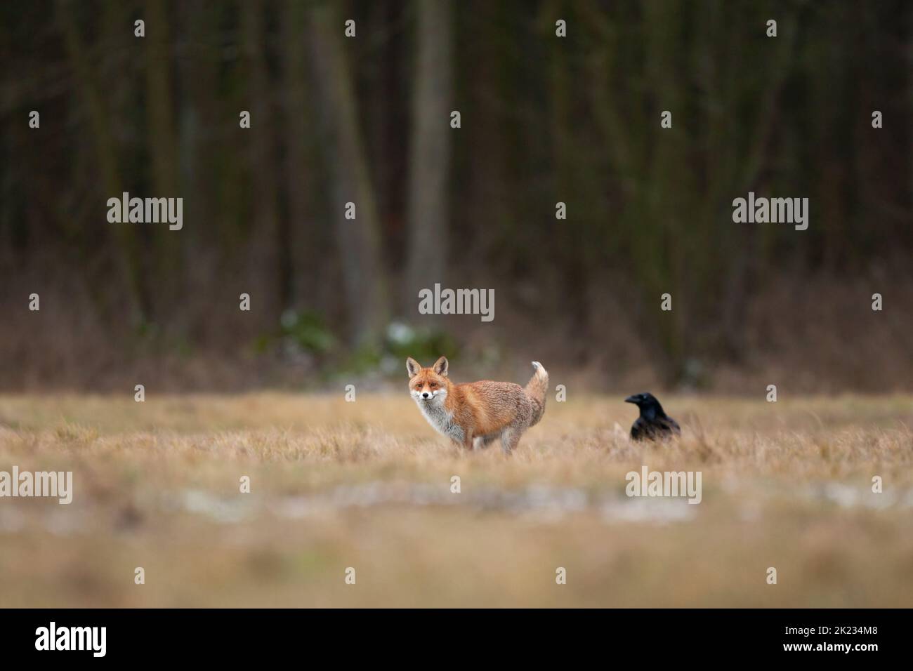 Rotfuchs, Vulpes, Rabe, Krähe Stockfoto