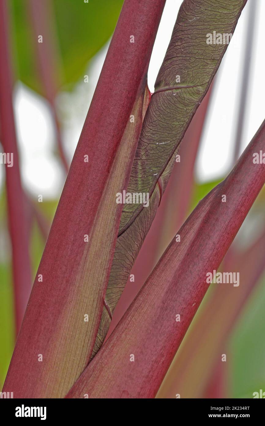Die beeindruckenden Blattstiele der Colocasia esculenta „Pink China“ Stockfoto