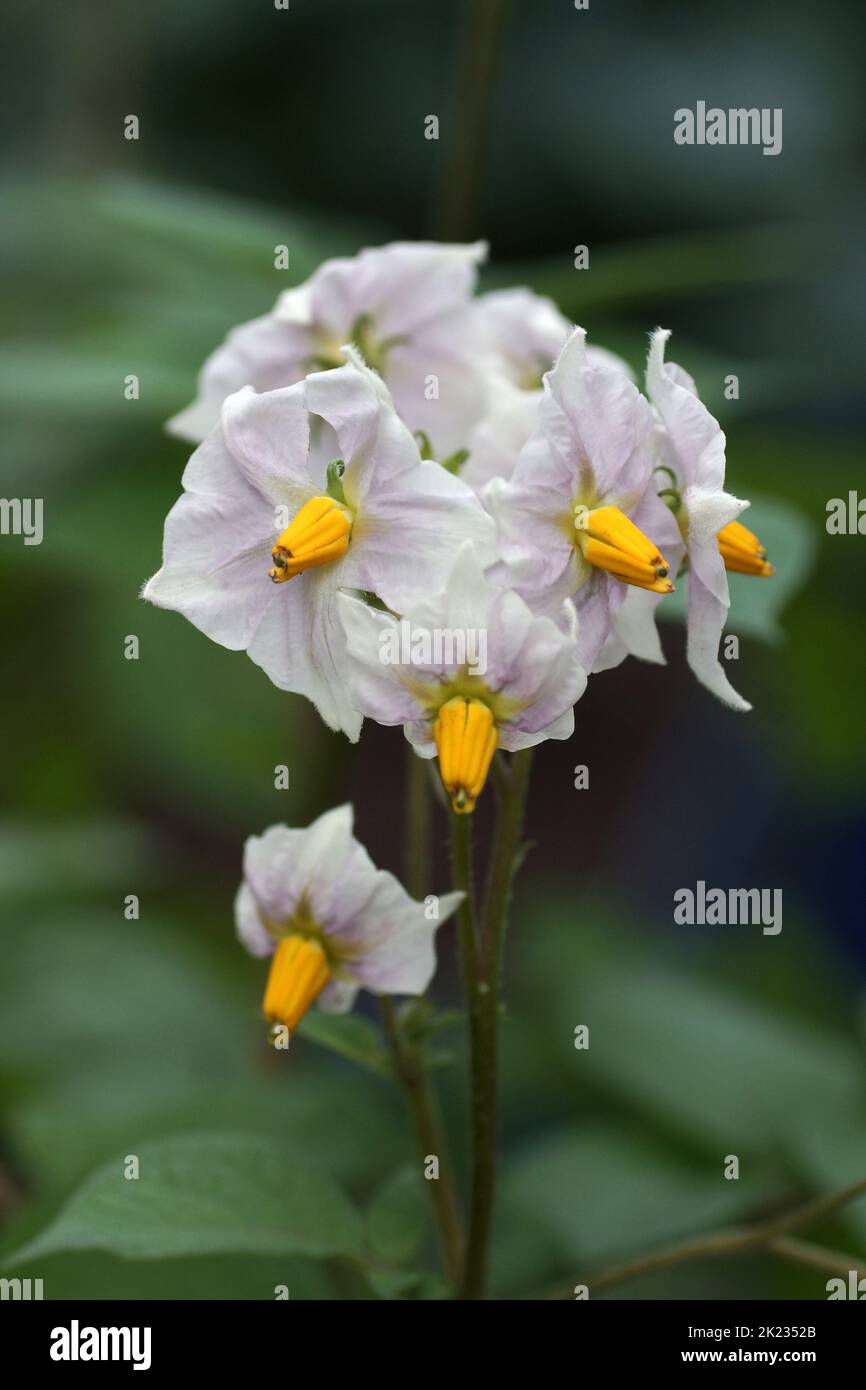 Die Blüten von Kartoffel Stockfoto