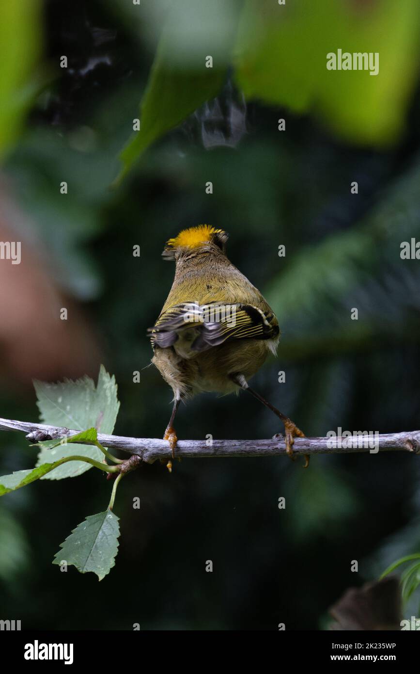 Goldwappen (Regulus regulus) mit erhöhten Kronenfedern Norfolk GB UK September 2022 Stockfoto
