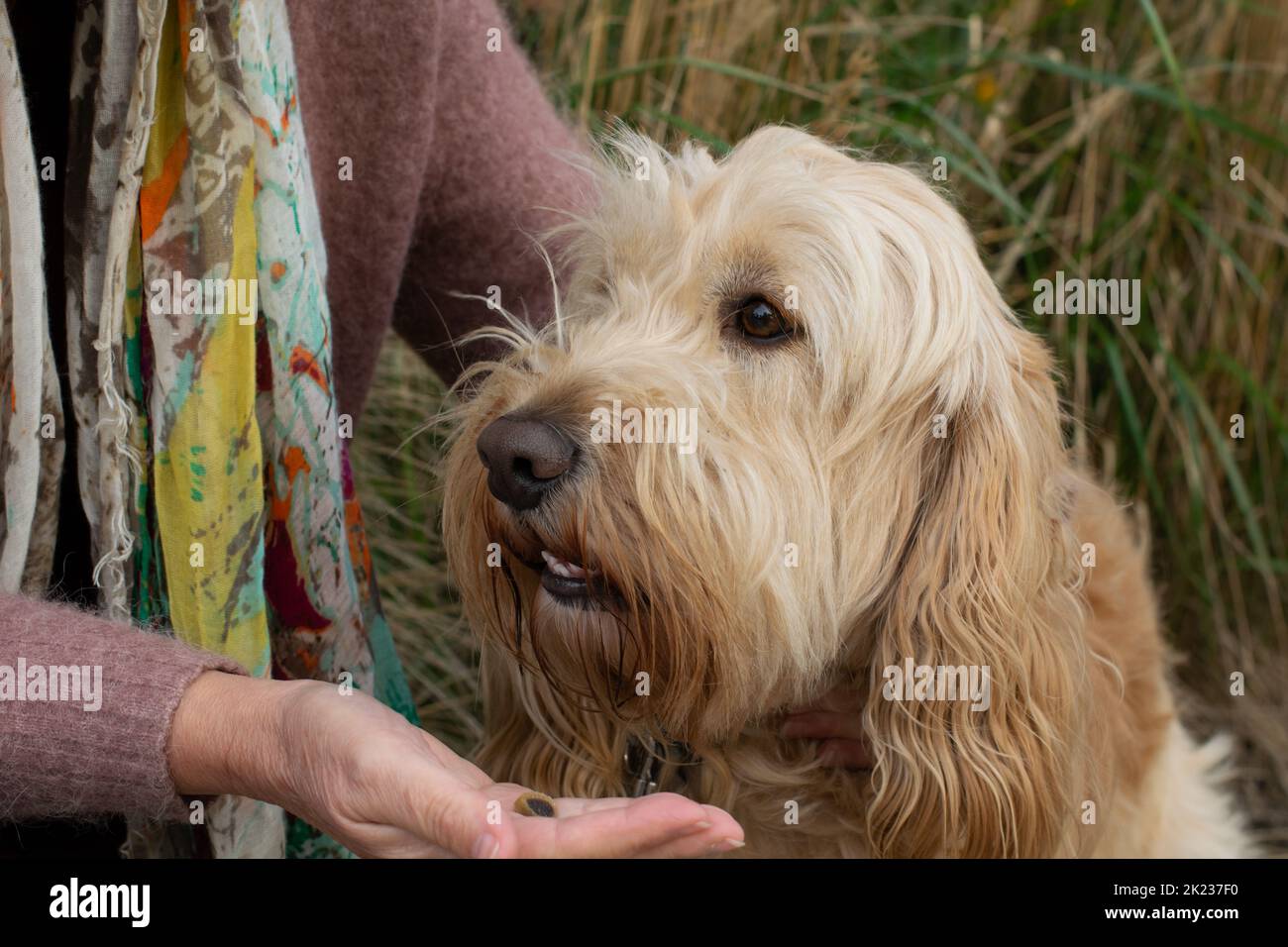 Abgelenkter Hund, der in die Ferne blickt, wobei die Hand der Frau das Vergnügen ausstreut Stockfoto